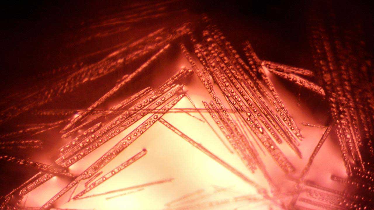 crystal-growth-small-molecule Famoxadone crystals grown with Redwire's PIL-BOX aboard the International Space Station. This image was taken after the crystals returned to Earth in April 2024.